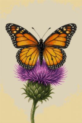 A Monarch Butterfly