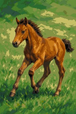 A Foal in the Field
