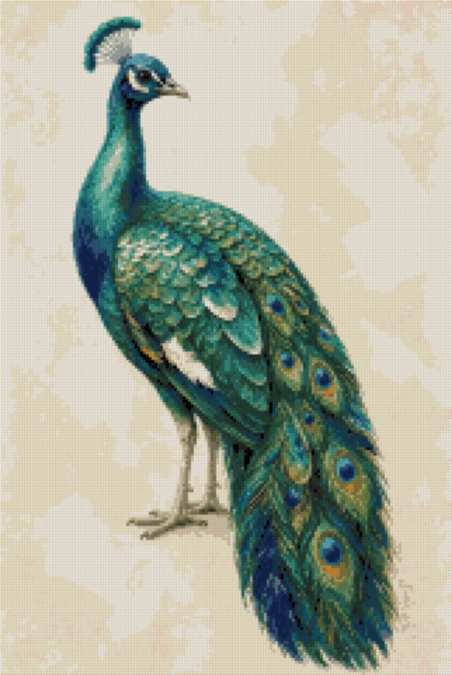 A Peacock