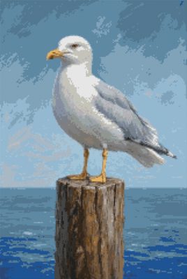 A Gull