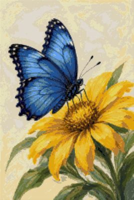 A Blue Butterfly