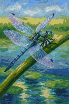 A Dragonfly