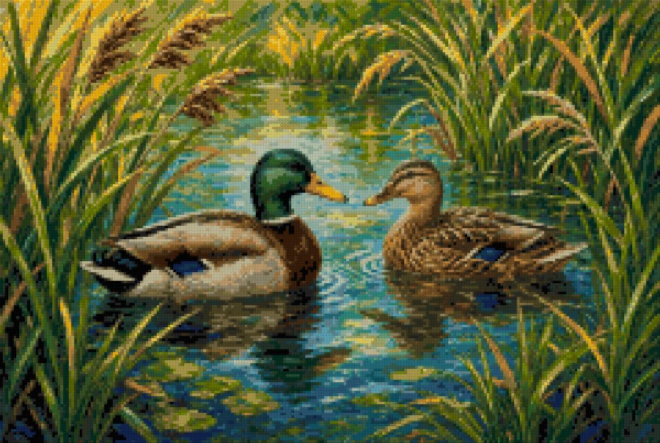 Wild Ducks on the Water