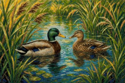 Wild Ducks on the Water