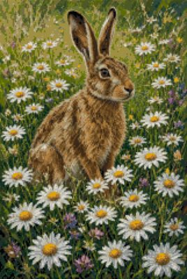 A Hare among Daisies