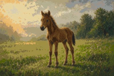 A Foal in the Meadow