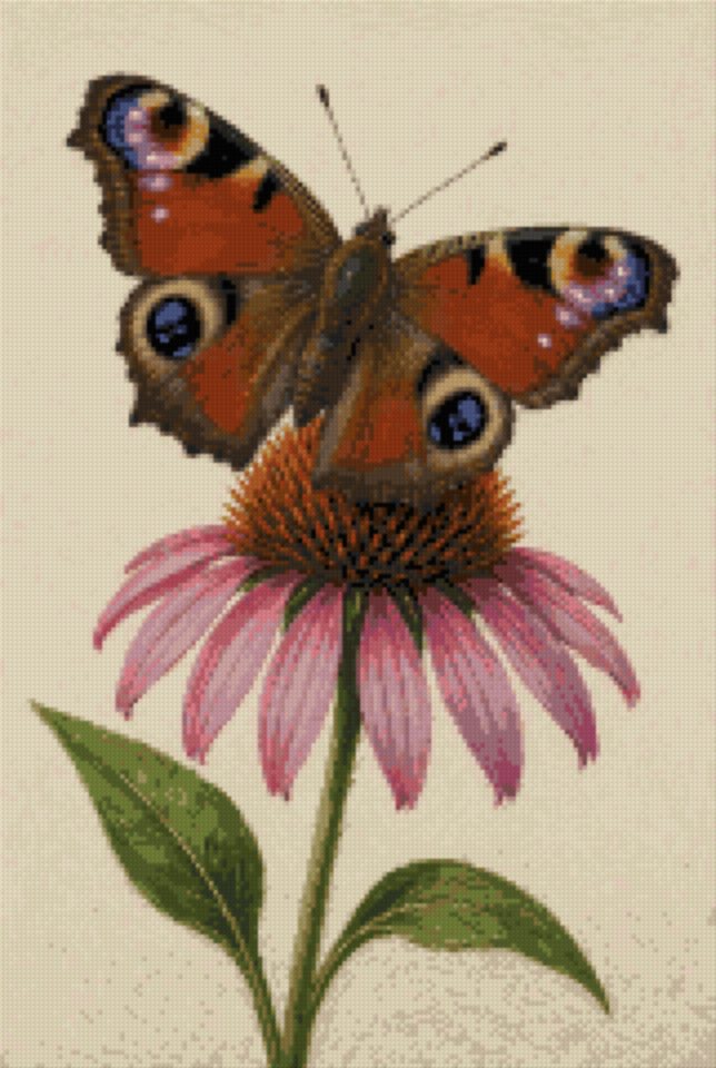 A Peacock Butterfly on Echinacea