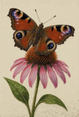 A Peacock Butterfly on Echinacea