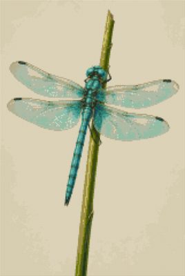 A Dragonfly on a Reed