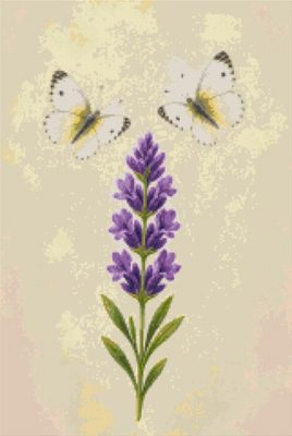 Butterflies on Lavender