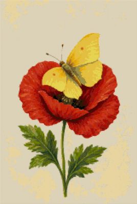 A Butterfly on a Poppy
