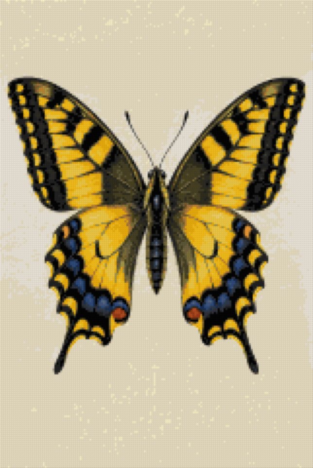 A Swallowtail