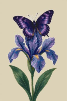 A Butterfly on an Iris