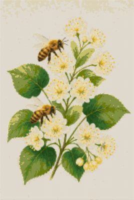 Albine pe floare de tei