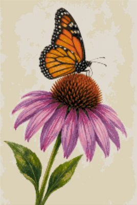 Monarh pe echinacea