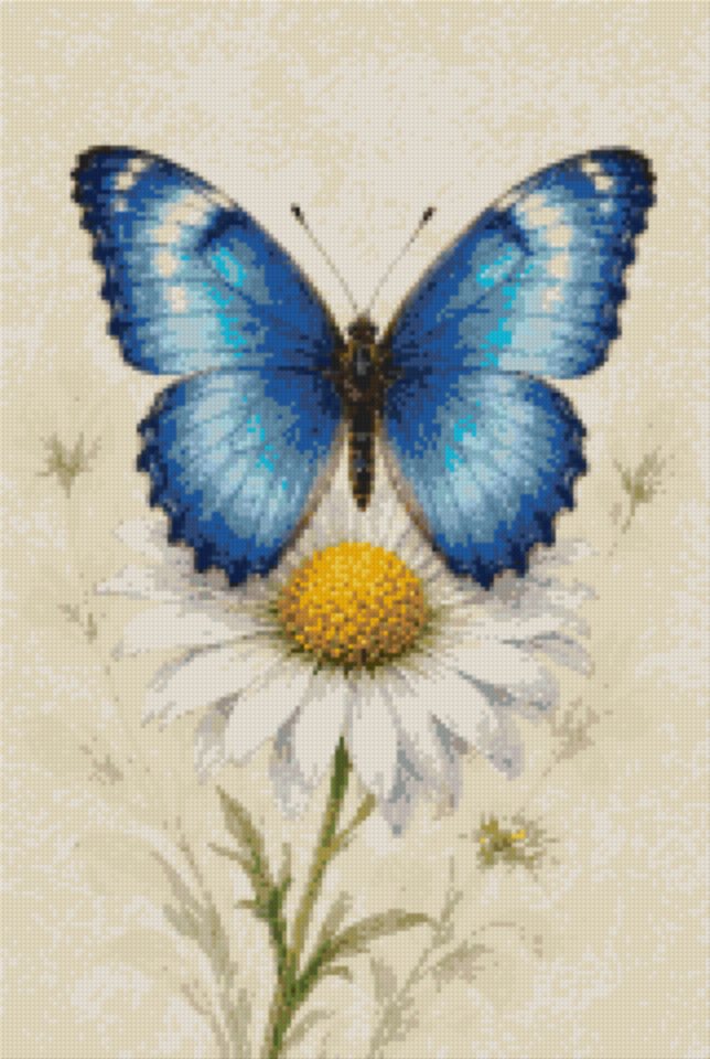 A Blue Butterfly on a Daisy