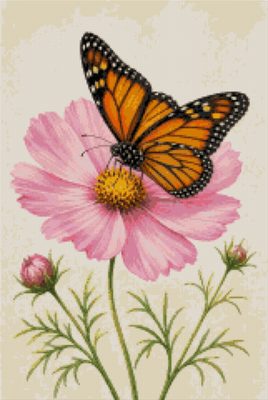 A Butterfly on a Cosmos Flower