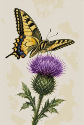 A Butterfly on a Thistle Head