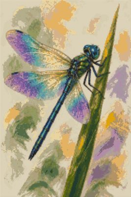 A Dragonfly