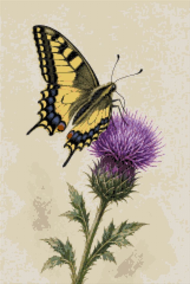 A Butterfly on a Flowering Thistle
