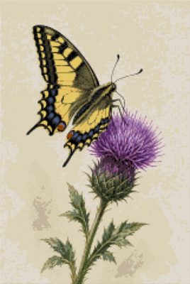A Butterfly on a Flowering Thistle