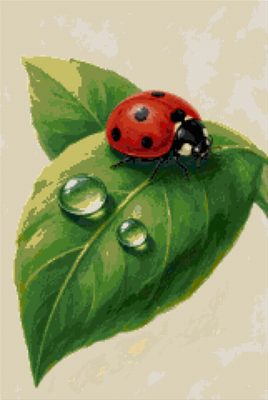 A Ladybird
