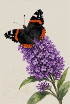 A Butterfly on a Buddleia