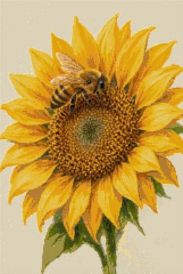 A Bee on a Sunflower