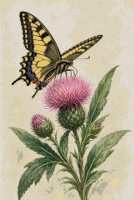 A Butterfly on a Pink Thistle