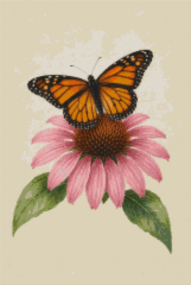 A Monarch on Pink Echinacea