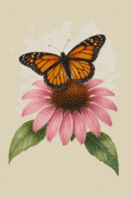 A Monarch on Pink Echinacea
