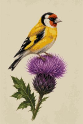 A Goldfinch on a Thistle