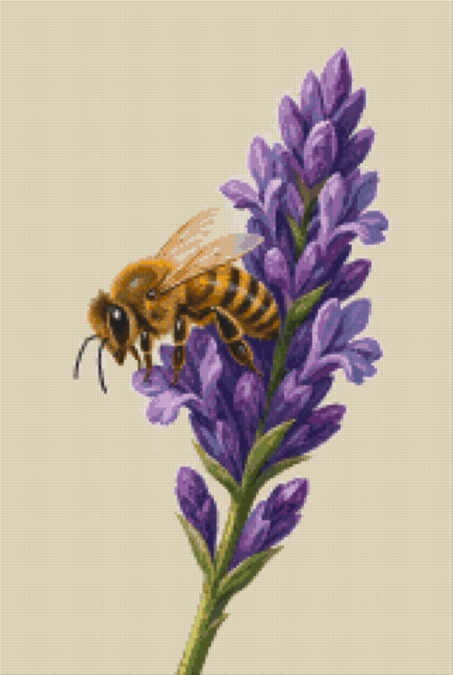A Bee on Lavender