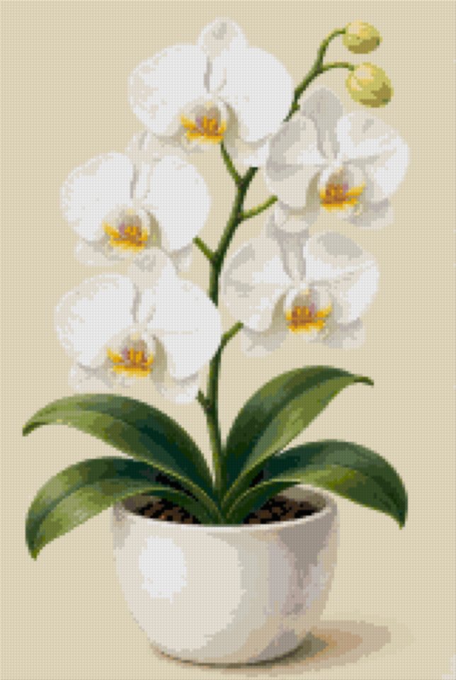 A White Orchid