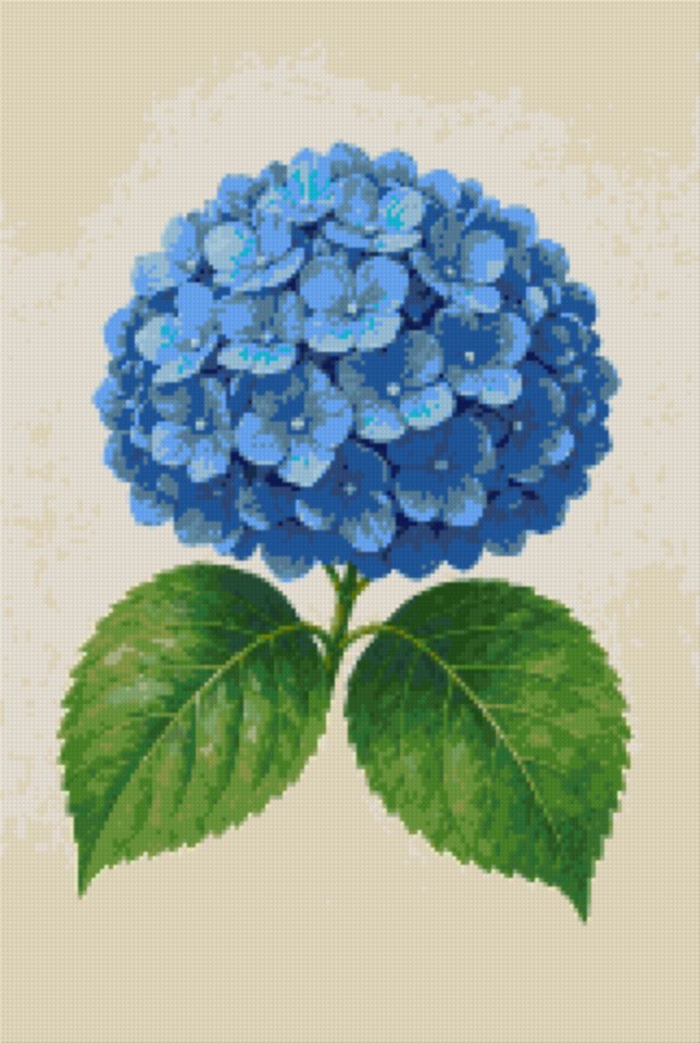 A Blue Hydrangea