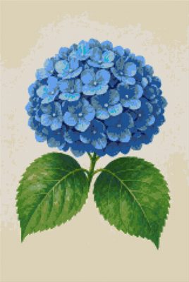 A Blue Hydrangea