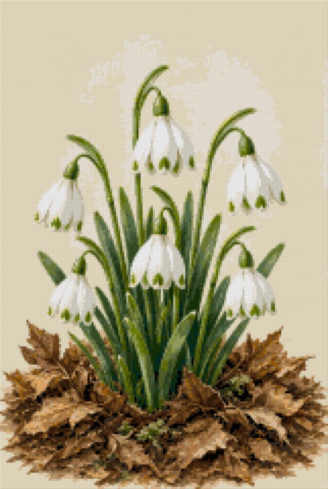 Snowdrops