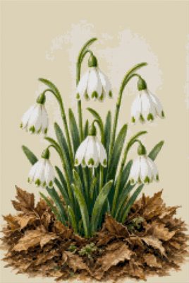 Snowdrops