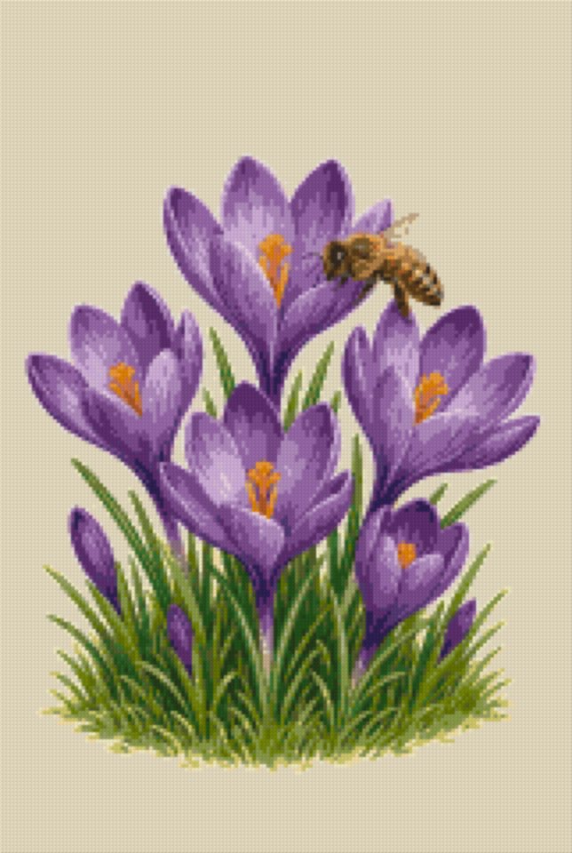 Crocuses