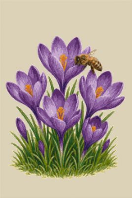 Crocuses