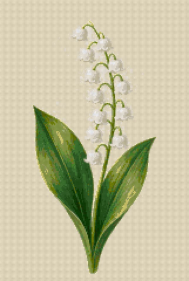 Lily of the Valley