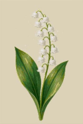 Lily of the Valley