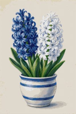 Hyacinths
