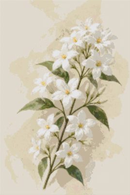 Jasmine