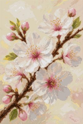 Cherry Blossom