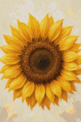 A Sunflower