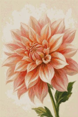 Dalie piersică