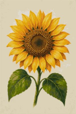 A Sunflower with Leaves