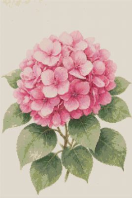 A Pink Hydrangea