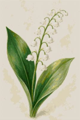 Lily of the Valley with Leaves